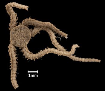 Media type: image;   Invertebrate Zoology OPH-4092 Aspect: dorsal